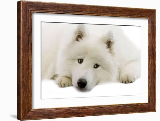 Samoyed-null-Framed Photographic Print