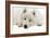 Samoyed-null-Framed Photographic Print