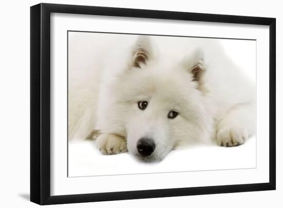 Samoyed-null-Framed Photographic Print