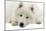 Samoyed-null-Mounted Photographic Print