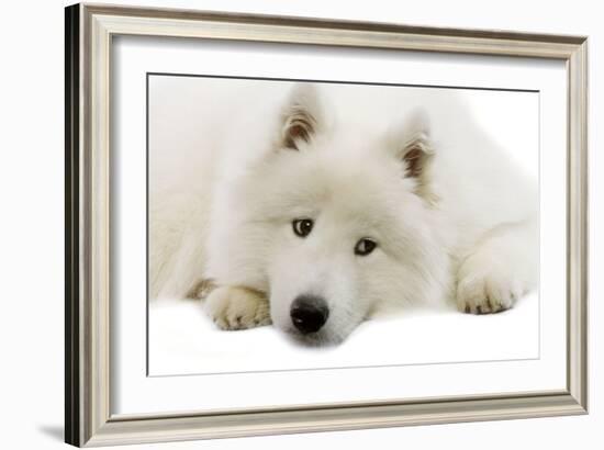 Samoyed-null-Framed Photographic Print