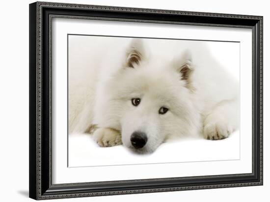 Samoyed-null-Framed Photographic Print