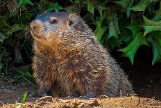 A Groundhog (Marmota Monax) under a Holly Bush. Raleigh, North Carolina.-samray-Mounted Photographic Print