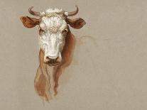Colman Color Study of Cows I-Samuel Colman-Art Print