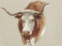 Colman Cow Portrait Study I-Samuel Colman-Art Print