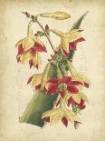 Delicate Botanical II-Samuel Curtis-Art Print