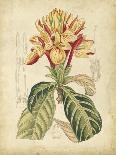 Delicate Botanical I-Samuel Curtis-Art Print