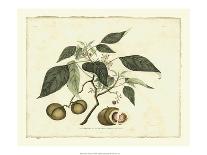 Delicate Botanical II-Samuel Curtis-Art Print