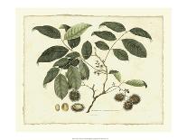 Delicate Botanical I-Samuel Curtis-Art Print
