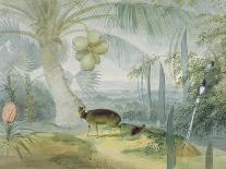 A Landscape in Ceylon, with Barking Deer and Fawn and a Pair of Paradise Fly-Catchers, C.1808-11-Samuel Daniell-Giclee Print