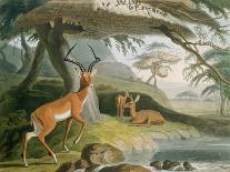 African Scenery and Animals at the Cape of Good Hope, 1804-5-Samuel Daniell-Premier Image Canvas