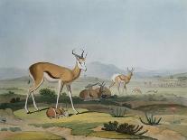 A Landscape in Ceylon, with Barking Deer and Fawn and a Pair of Paradise Fly-Catchers, C.1808-11-Samuel Daniell-Giclee Print