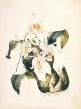 Botanical Watercolour: Orchid, Dendrobium Farmerii-Samuel Holden-Framed Giclee Print