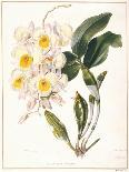 Botanical Watercolour: Orchid, Odontoglossum Cervantesii-Samuel Holden-Giclee Print