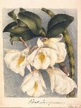 White Flowers with Long Dark Green Leaves-Samuel Holden-Giclee Print