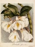 Botanical Watercolour: Orchid, Coelogyne Interrupta-Samuel Holden-Giclee Print