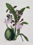 Botanical Watercolour: Orchid, Dendrobium Farmerii-Samuel Holden-Framed Giclee Print