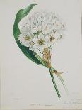 White Flowers with Long Dark Green Leaves-Samuel Holden-Giclee Print
