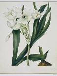 Botanical Watercolour: Orchid, Odontoglossum Cervantesii-Samuel Holden-Framed Giclee Print