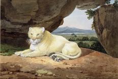 Hunting Kuttauss or Civet Cat-Samuel Howitt-Giclee Print