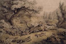 Tiger Attacking a Cattle Train-Samuel Howitt-Framed Giclee Print