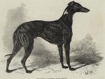 Prize Dogs at the Birmingham Dog Show-Samuel John Carter-Giclee Print