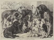 A Proud Stag-Samuel John Carter-Giclee Print