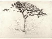 Old Cedar Tree in Botanic Garden, Chelsea, 1854 (Pencil on Paper)-Samuel Palmer-Giclee Print