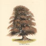 Common Beech-Samuel Williams-Stretched Canvas