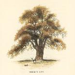 Common Beech-Samuel Williams-Framed Stretched Canvas