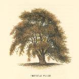 Common Beech-Samuel Williams-Framed Stretched Canvas