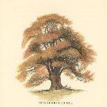 Common Beech-Samuel Williams-Framed Stretched Canvas