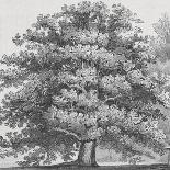 Sessile-Fruited Oak-Samuel Williams-Art Print