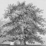 Common Oak-Samuel Williams-Art Print