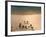 San Andres, Tenerife, Canary Islands, Spain, Atlantic, Europe-Hans Peter Merten-Framed Photographic Print