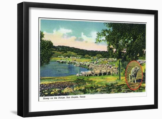 San Angelo, Texas - View of Sheep on the Range, c.1948-Lantern Press-Framed Art Print