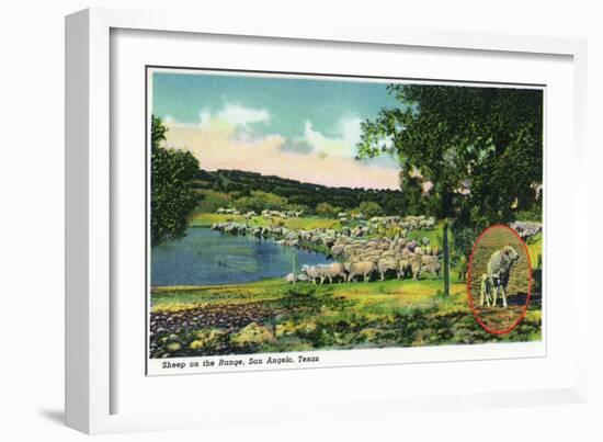 San Angelo, Texas - View of Sheep on the Range, c.1948-Lantern Press-Framed Art Print