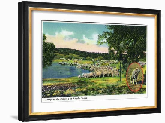 San Angelo, Texas - View of Sheep on the Range, c.1948-Lantern Press-Framed Art Print