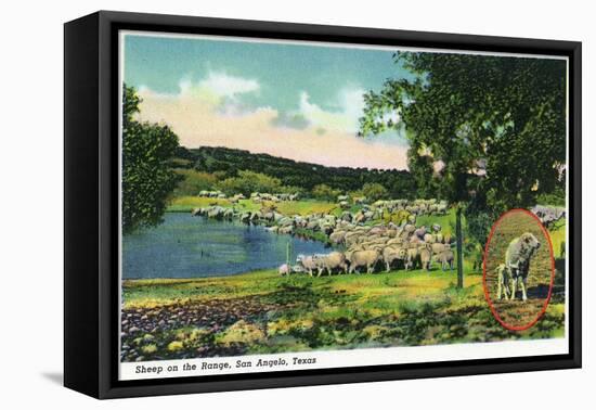 San Angelo, Texas - View of Sheep on the Range, c.1948-Lantern Press-Framed Stretched Canvas