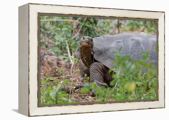 San Cristobal giant tortoise, San Cristobal Island, Galapagos Islands, Ecuador-Adam Jones-Framed Premier Image Canvas