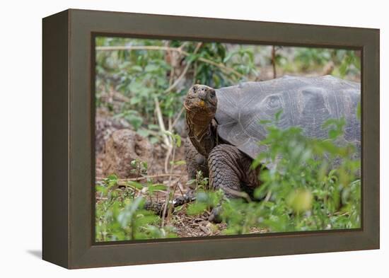 San Cristobal giant tortoise, San Cristobal Island, Galapagos Islands, Ecuador-Adam Jones-Framed Premier Image Canvas