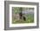 San Cristobal giant tortoise, San Cristobal Island, Galapagos Islands, Ecuador-Adam Jones-Framed Photographic Print