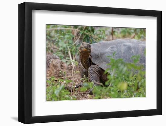 San Cristobal giant tortoise, San Cristobal Island, Galapagos Islands, Ecuador-Adam Jones-Framed Photographic Print