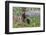 San Cristobal giant tortoise, San Cristobal Island, Galapagos Islands, Ecuador-Adam Jones-Framed Photographic Print