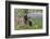 San Cristobal giant tortoise, San Cristobal Island, Galapagos Islands, Ecuador-Adam Jones-Framed Photographic Print