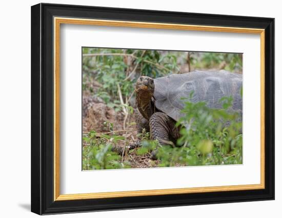 San Cristobal giant tortoise, San Cristobal Island, Galapagos Islands, Ecuador-Adam Jones-Framed Photographic Print