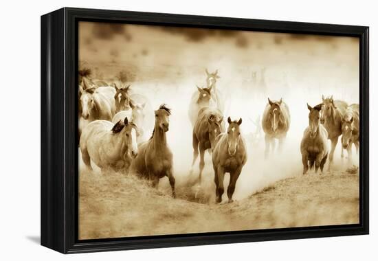 San Cristobol Horses-Lisa Dearing-Framed Premier Image Canvas