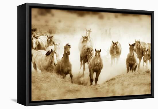 San Cristobol Horses-Lisa Dearing-Framed Premier Image Canvas