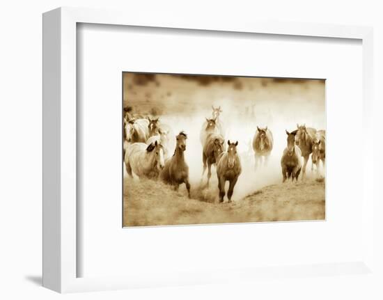 San Cristobol Horses-Lisa Dearing-Framed Photographic Print