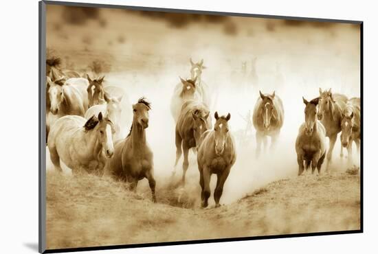 San Cristobol Horses-Lisa Dearing-Mounted Photographic Print